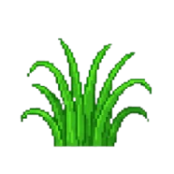 Floração