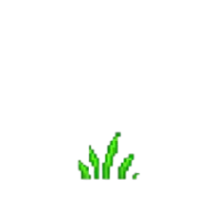 Germinação