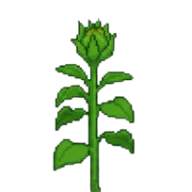 Floração