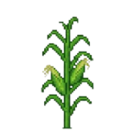 Floração