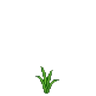 Germinação