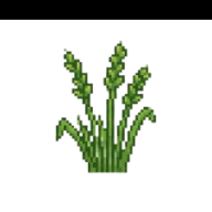 Floração